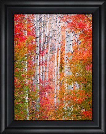 Framed Autumn Passage Print