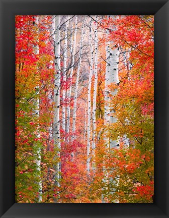 Framed Autumn Passage Print