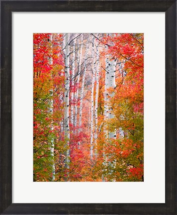 Framed Autumn Passage Print