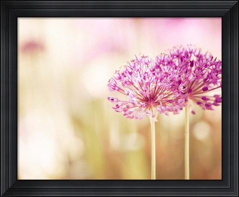 Framed Bloom Print