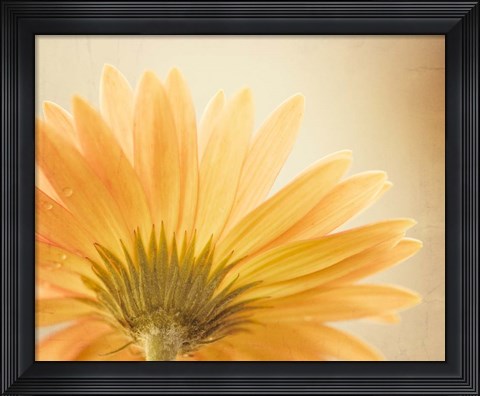 Framed Butterscotch Print