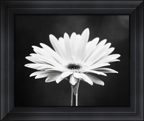 Framed Daisy Print