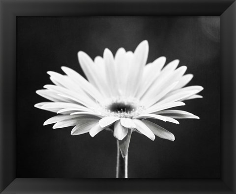 Framed Daisy Print