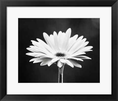 Framed Daisy Print