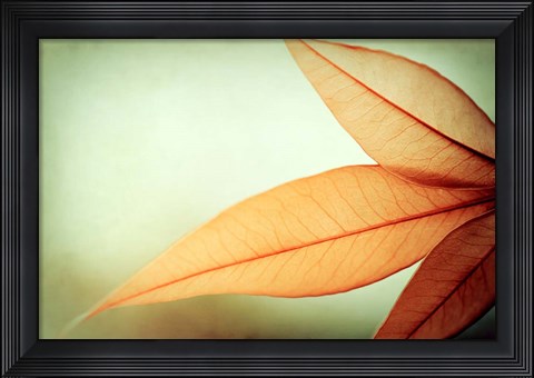 Framed Grace Print