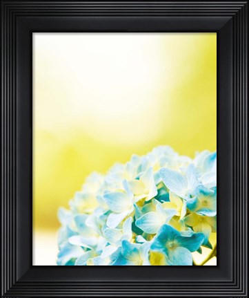 Framed Hydrangea Print