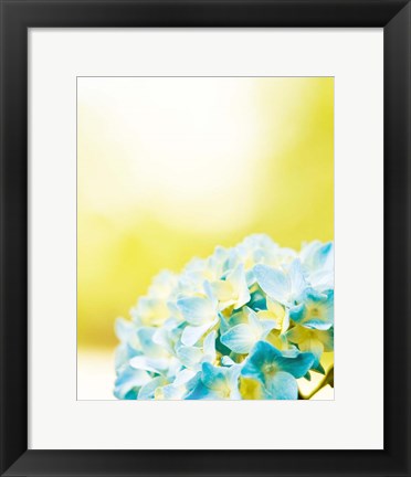 Framed Hydrangea Print