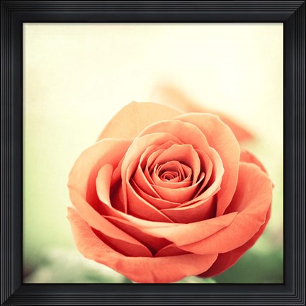 Framed My Perfect Rose Print