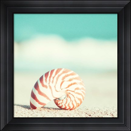 Framed Nautilus Print