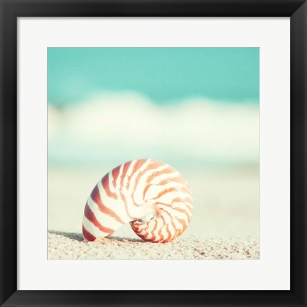 Framed Nautilus Print