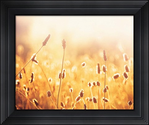 Framed Nothing Gold Can Stay Print