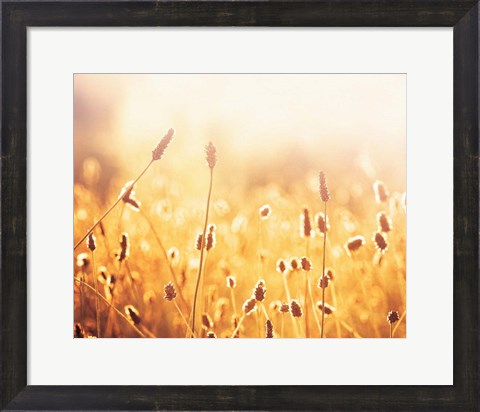 Framed Nothing Gold Can Stay Print