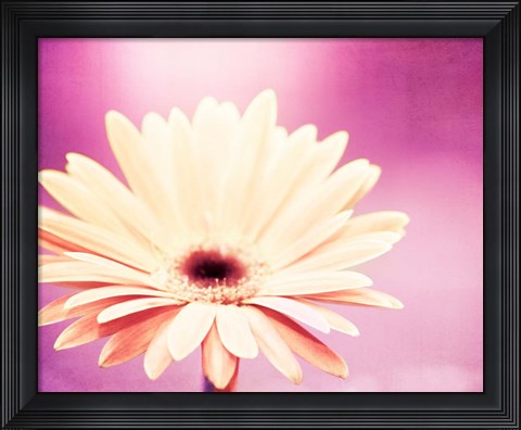 Framed Peachy Keen (magenta) Print