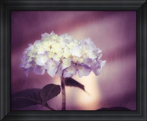 Framed Regal Print