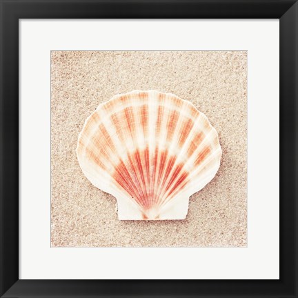 Framed Scallop Shell Print