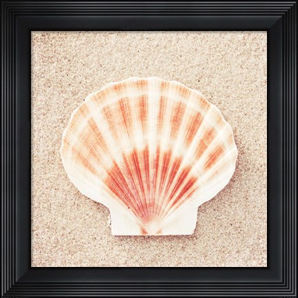 Framed Scallop Shell Print