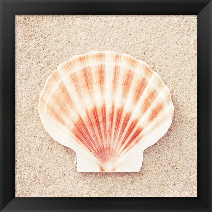 Framed Scallop Shell Print