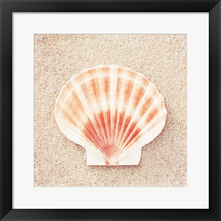 Framed Scallop Shell Print