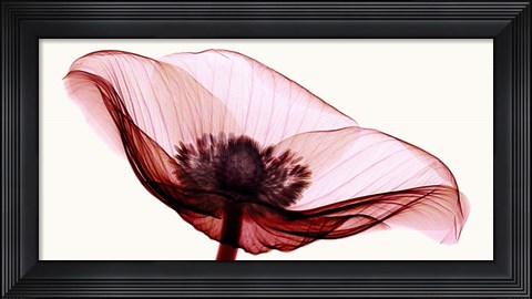 Framed Anemone I Print