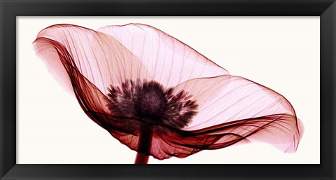 Framed Anemone I Print