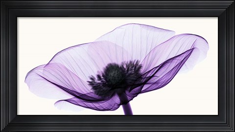 Framed Anemone II Print