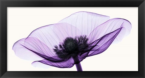 Framed Anemone II Print