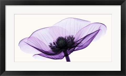 Framed Anemone II Print