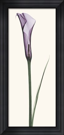 Framed Calla Lily Print