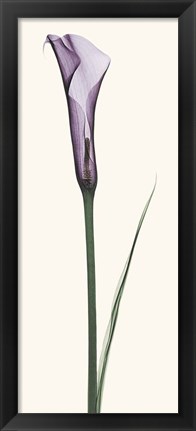 Framed Calla Lily Print