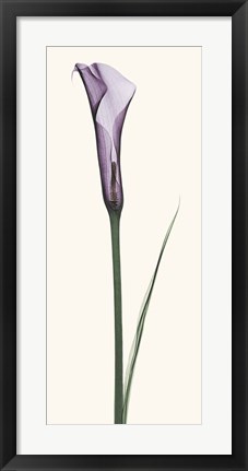 Framed Calla Lily Print