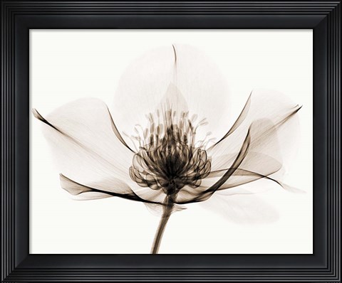 Framed Hellebore I Print