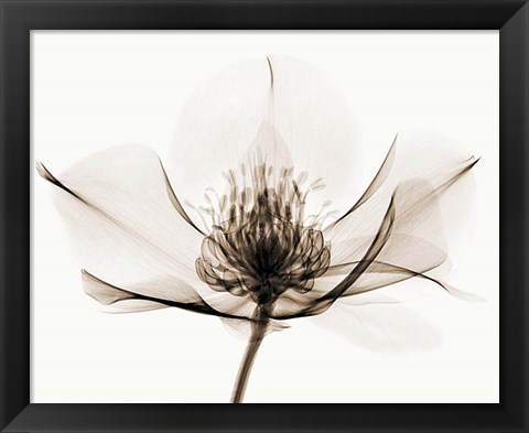 Framed Hellebore I Print