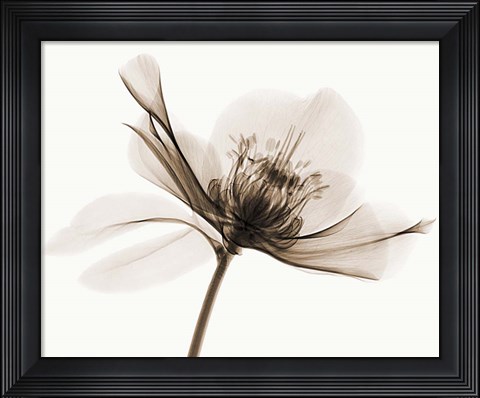 Framed Hellebore II Print