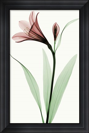 Framed Lily I Print
