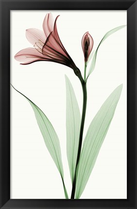 Framed Lily I Print