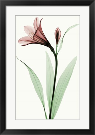 Framed Lily I Print