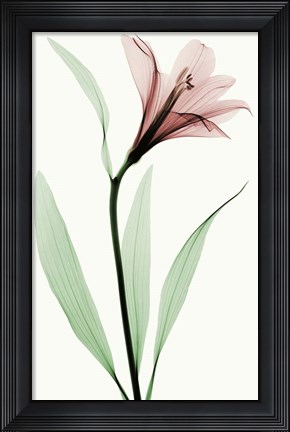 Framed Lily II Print