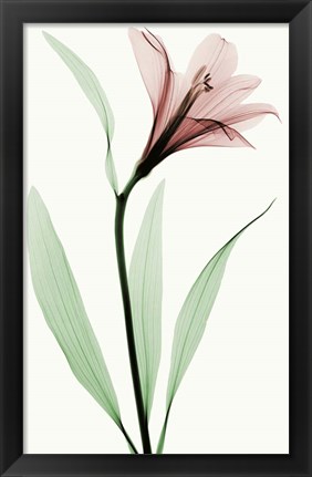 Framed Lily II Print