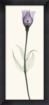 Framed Lisianthus Print