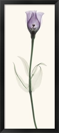 Framed Lisianthus Print