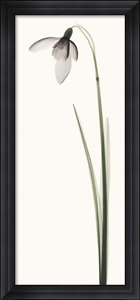 Framed Snowdrop I Print