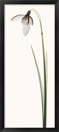 Framed Snowdrop I Print