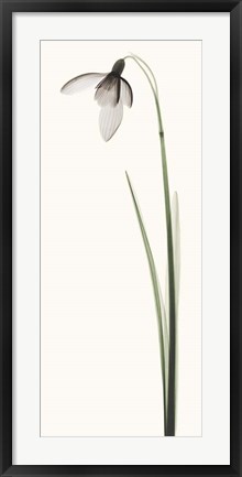 Framed Snowdrop I Print