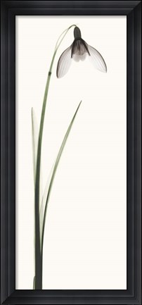 Framed Snowdrop II Print