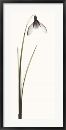 Framed Snowdrop II Print