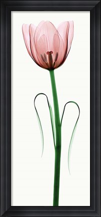 Framed Tulip I Print