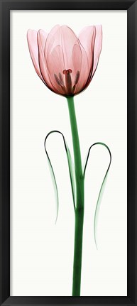 Framed Tulip I Print