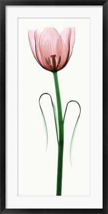 Framed Tulip I Print