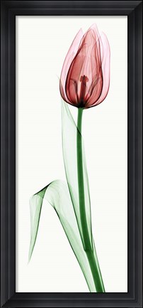 Framed Tulip II Print