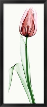 Framed Tulip II Print